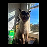 animal, blue_sky, cat, cute, daylight, domestic, feline, indoor, notes, pet, plush_toys, shadow, sharp_teeth, siamese_cat, sunlight, table, whiskers, whiteboard, window, yawning