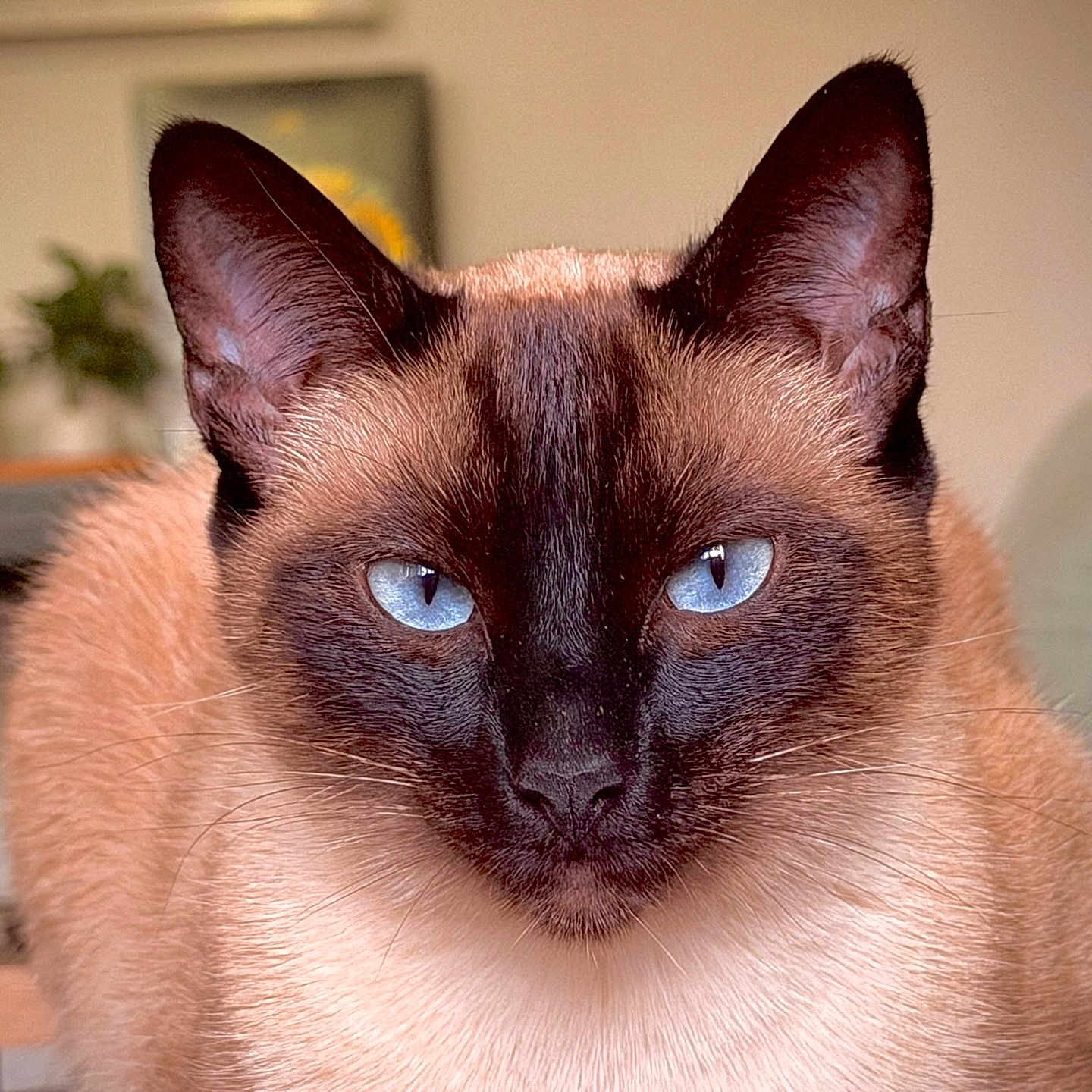 Nova