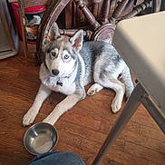 Sheba Storm is registered to the contest to win money with this photo: dog, puppy, husky, blue_eyes, water_bowl, wooden_floor, furniture, wagon_wheel, indoor, pet, collar, resting, animal, floor, metal, domestic, canine, looking, young, house