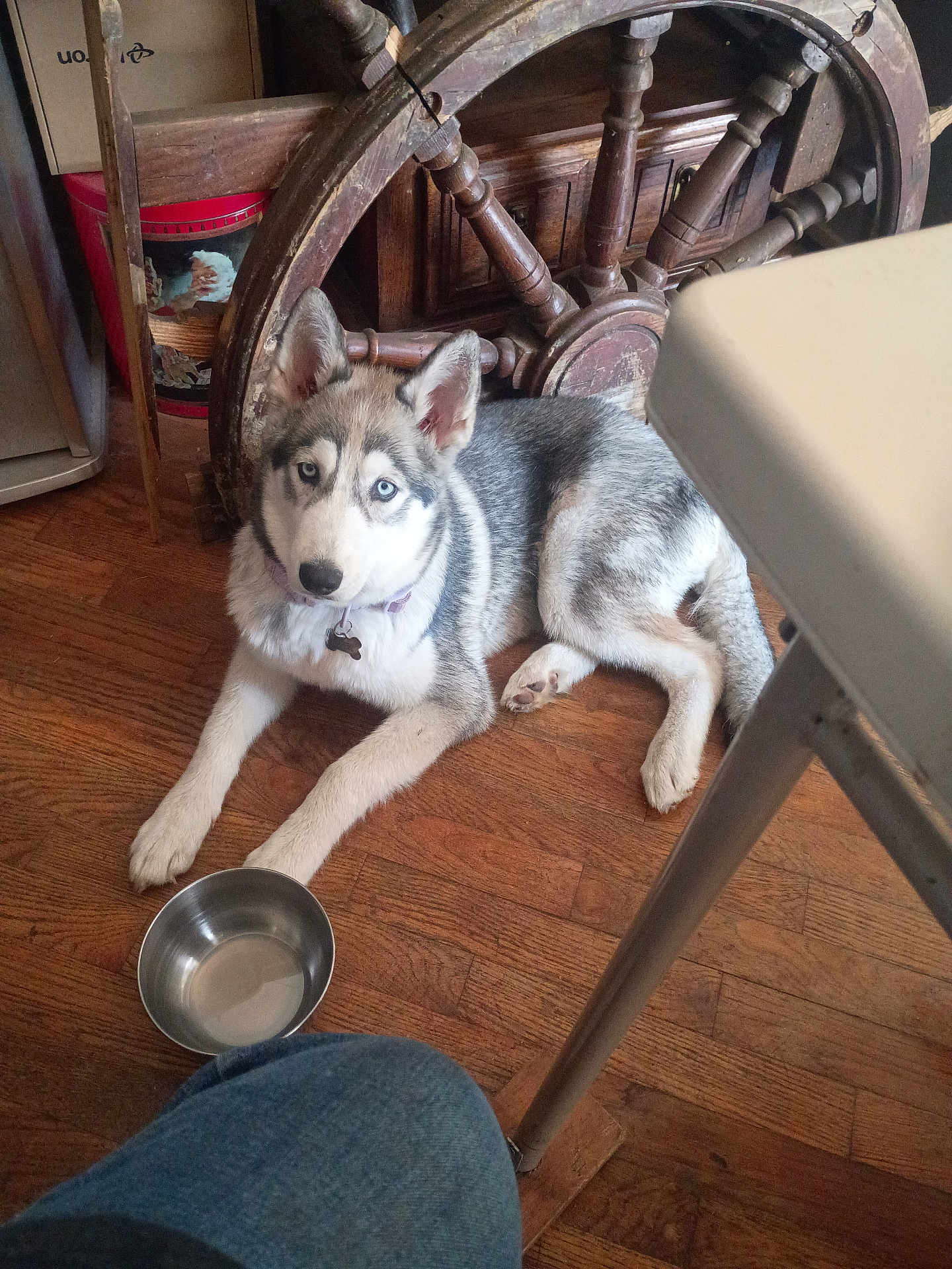 Sheba Storm is registered to the contest to win money with this photo: dog, puppy, husky, blue_eyes, water_bowl, wooden_floor, furniture, wagon_wheel, indoor, pet, collar, resting, animal, floor, metal, domestic, canine, looking, young, house