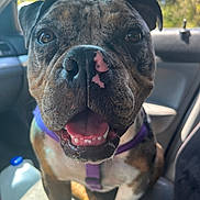 Bella is registered to the contest to win money with this photo: dog, close_up, brindle_coat, nose, tongue, teeth, purple_harness, car_interior, seat, window, sunlight, happy, panting, pet, canine, whiskers, front_paws, water_jug, open_mouth, seat_cover