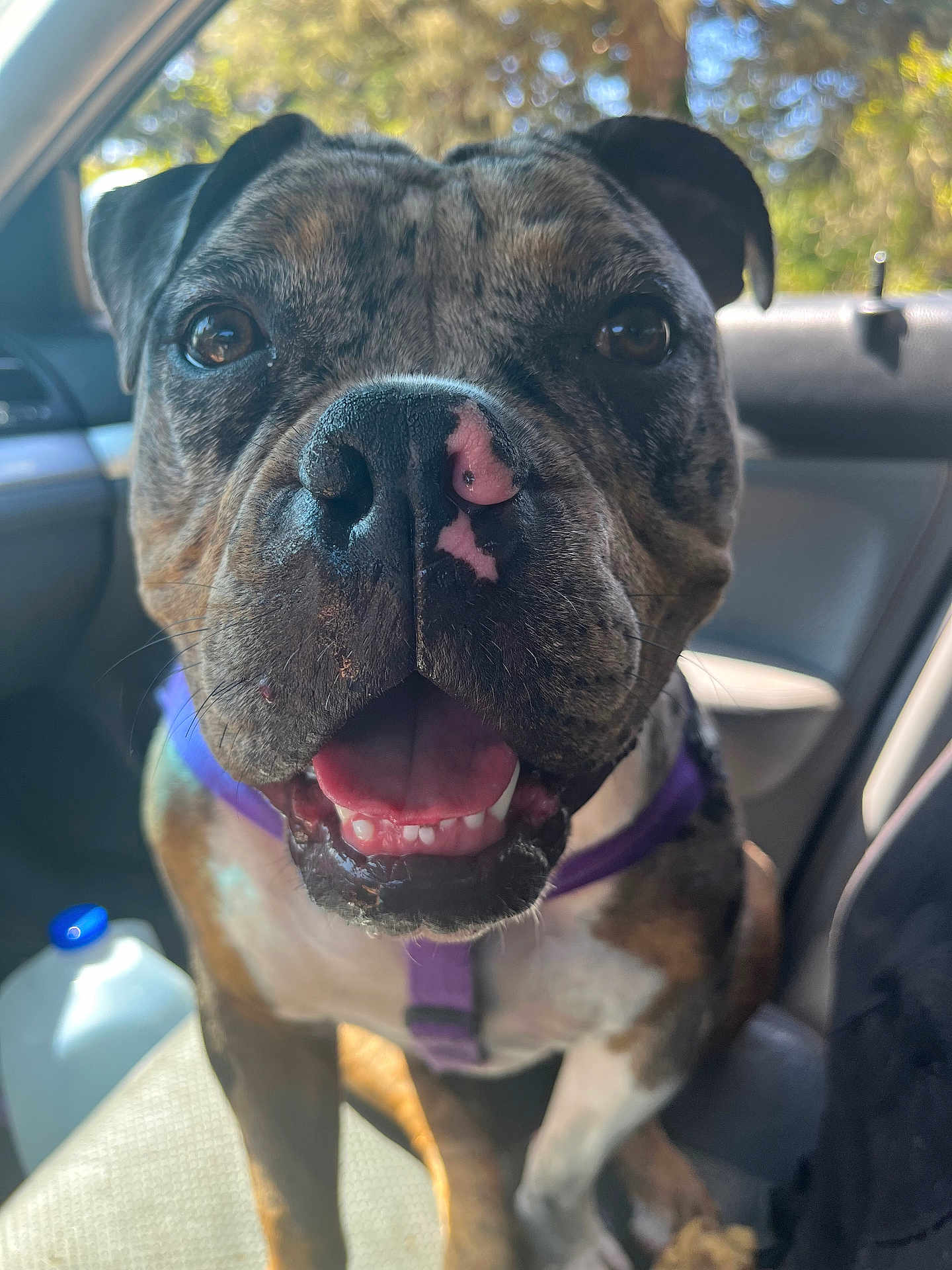Bella is registered to the contest to win money with this photo: dog, close_up, brindle_coat, nose, tongue, teeth, purple_harness, car_interior, seat, window, sunlight, happy, panting, pet, canine, whiskers, front_paws, water_jug, open_mouth, seat_cover