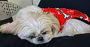 Polly is registered to the contest to win money with this photo: dog, white_dog, sleeping, red_shirt, bone_pattern, cushion, indoor, pet, cozy, resting, fur, cute, small_dog, relaxing, home, animal, companion, soft_texture, nap, comfort