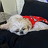 dog, white_dog, sleeping, red_shirt, bone_pattern, cushion, indoor, pet, cozy, resting, fur, cute, small_dog, relaxing, home, animal, companion, soft_texture, nap, comfort