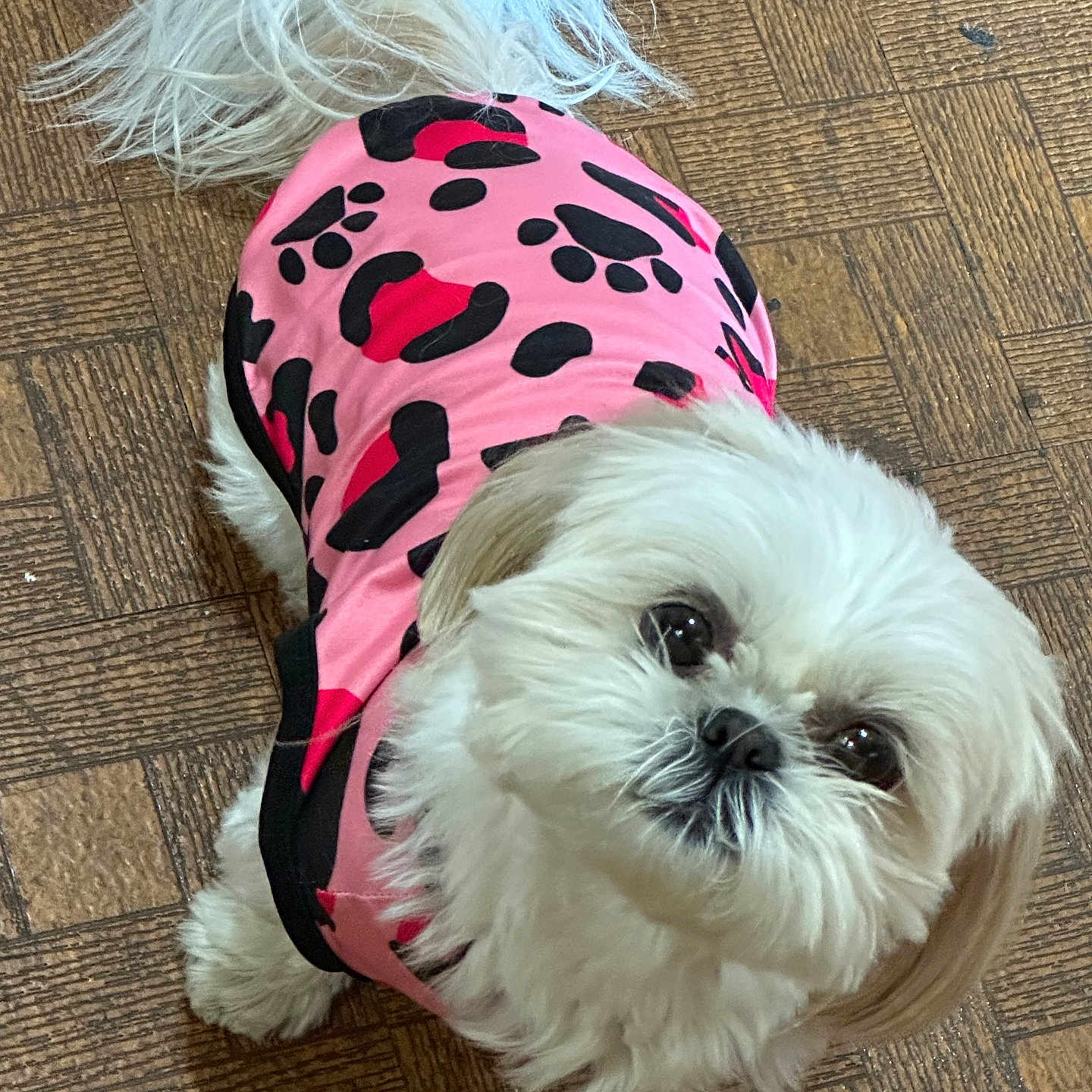 Polly is registered to the contest to win money with this photo: dog, pet, small_dog, white_fur, pink_sweater, black_spots, indoor, parquet_floor, looking_up, cute, fluffy, fur, canine, companion, animal, domestic_pet, adorable, outfit, tail, friendly