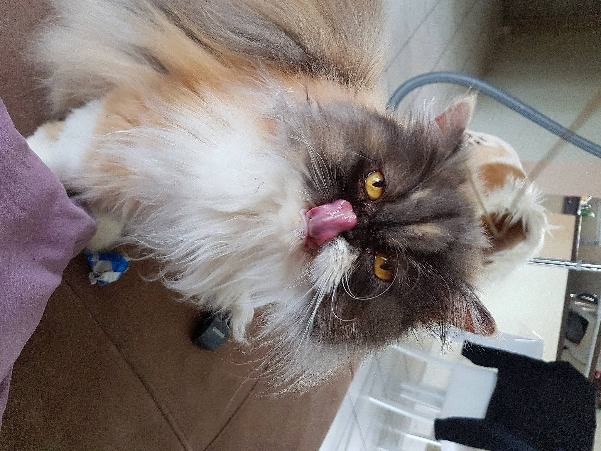 Daphnée participe au concours pour gagner de l'argent avec cette photo : british_longhair, carnivore, cat, chair, claw, companion_dog, fawn, felidae, flooring, fur, paw, persian, plant, shelf, shelving, small_to_medium_sized_cats, snout, tail, terrestrial_animal, whiskers