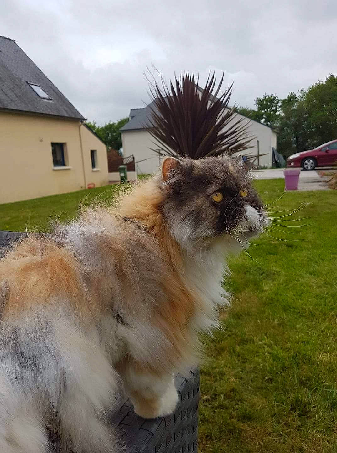 Daphnée a rejoint le concours — aidez-le/la à gagner de superbes lots ! beak, canidae, carnivore, cat, cloud, companion_dog, dog_breed, fawn, felidae, fur, grass, plant, sky, small_to_medium_sized_cats, snout, tail, terrestrial_animal, tree, whiskers, window