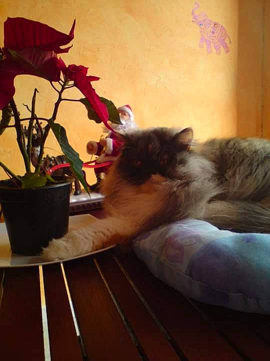 Daphnée participe au concours pour gagner de l'argent avec cette photo : carnivore, cat, comfort, companion_dog, fawn, felidae, flooring, flower, flowerpot, hardwood, houseplant, interior_design, morning, petal, plant, small_to_medium_sized_cats, textile, tints_and_shades, whiskers, wood