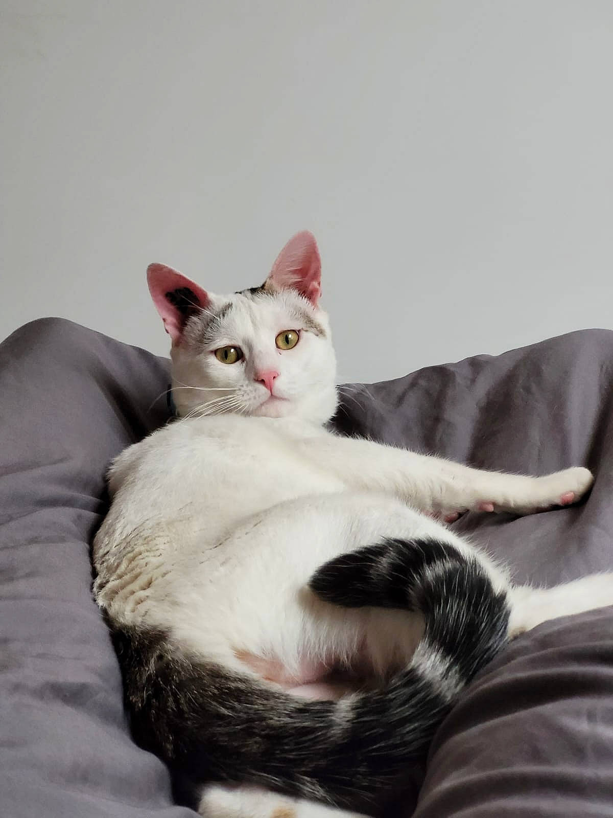 Robin a rejoint le concours — aidez-le/la à gagner de superbes lots ! carnivore, cat, comfort, domestic_short_haired_cat, felidae, fur, grey, paw, sitting, small_to_medium_sized_cats, snout, tail, whiskers