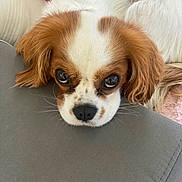 Saucisse a rejoint le concours — aidez-le/la à gagner de superbes lots ! adorable, animal, brown, cavalier_king_charles_spaniel, close_up, companion, cozy, cushion, cute, dog, ears, eyes, face, fur, indoor, pet, puppy, resting, soft_texture, white