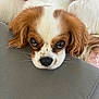 adorable, animal, brown, cavalier_king_charles_spaniel, close_up, companion, cozy, cushion, cute, dog, ears, eyes, face, fur, indoor, pet, puppy, resting, soft_texture, white