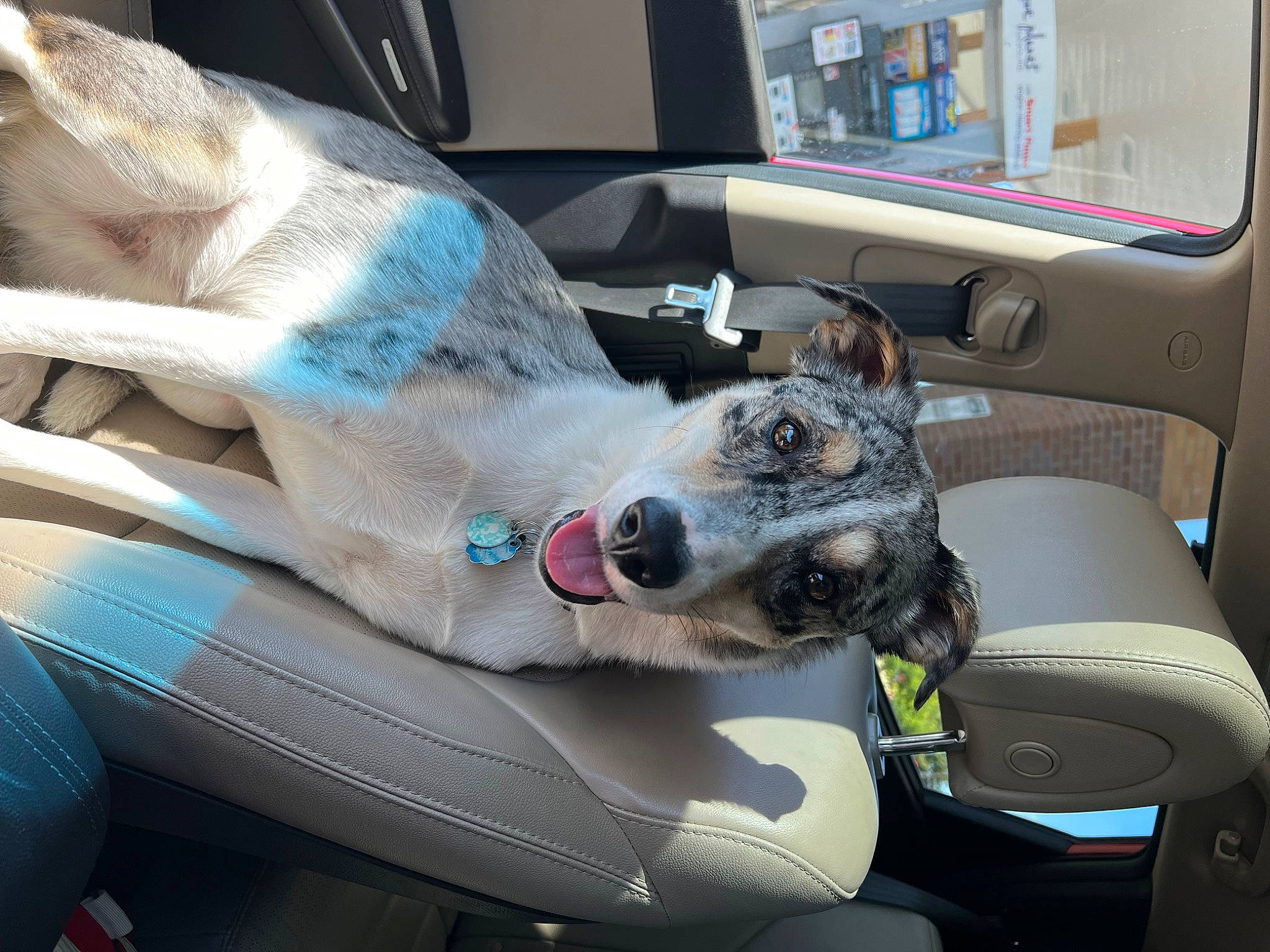 Smokey joined the competition — help win amazing prizes! auto_part, automotive_exterior, automotive_window_part, car, car_seat, car_seat_cover, carnivore, collar, companion_dog, dog, dog_breed, family_car, luxury_vehicle, motor_vehicle, sporting_group, steering_part, steering_wheel, vehicle, vehicle_door, windshield