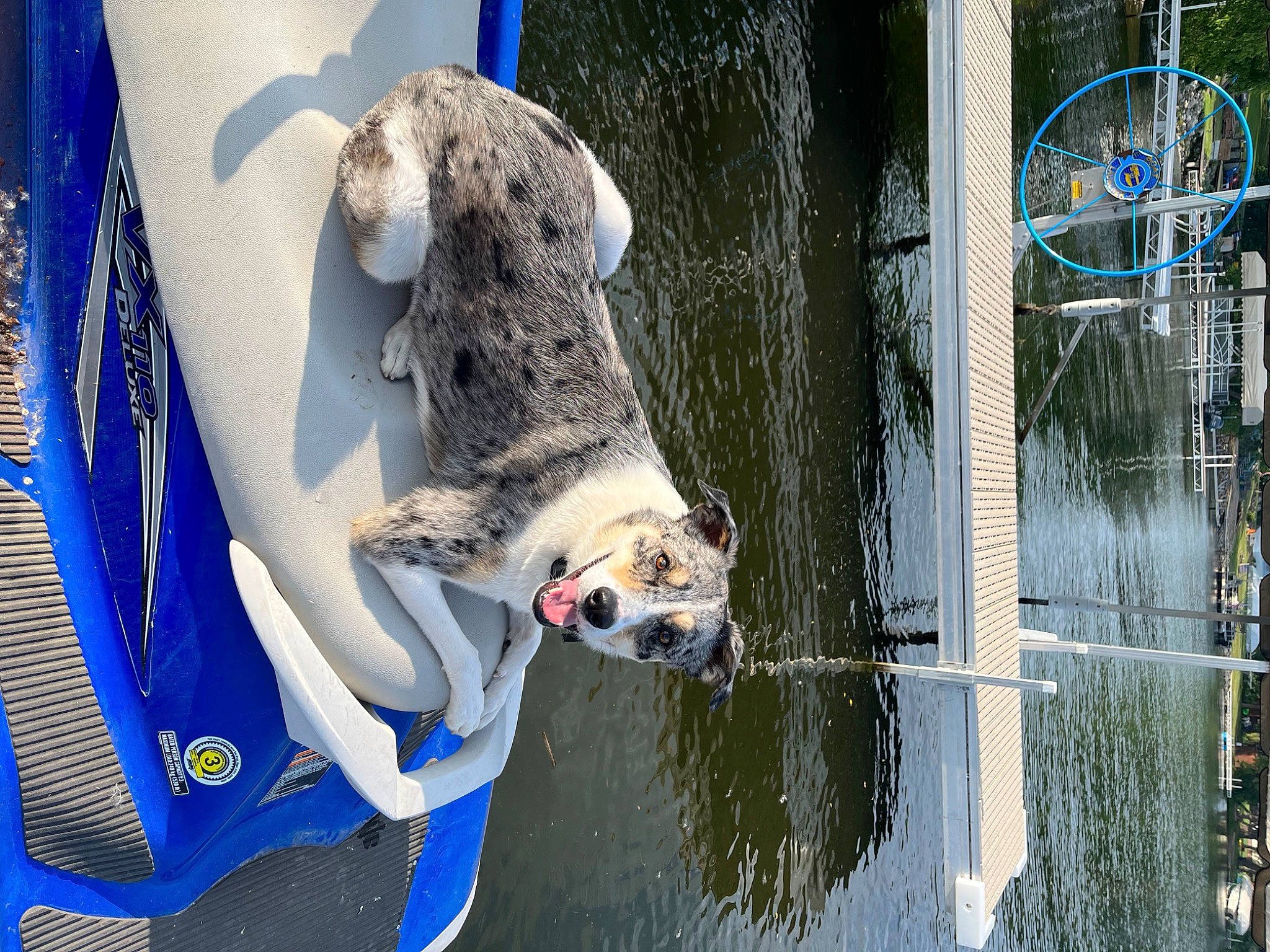 Smokey is registered to the contest to win money with this photo: blue, boat, canidae, carnivore, collar, companion_dog, dog, dog_breed, dog_collar, fawn, fur, lake, leash, leisure, pet_supply, snout, sporting_group, tail, water, working_animal