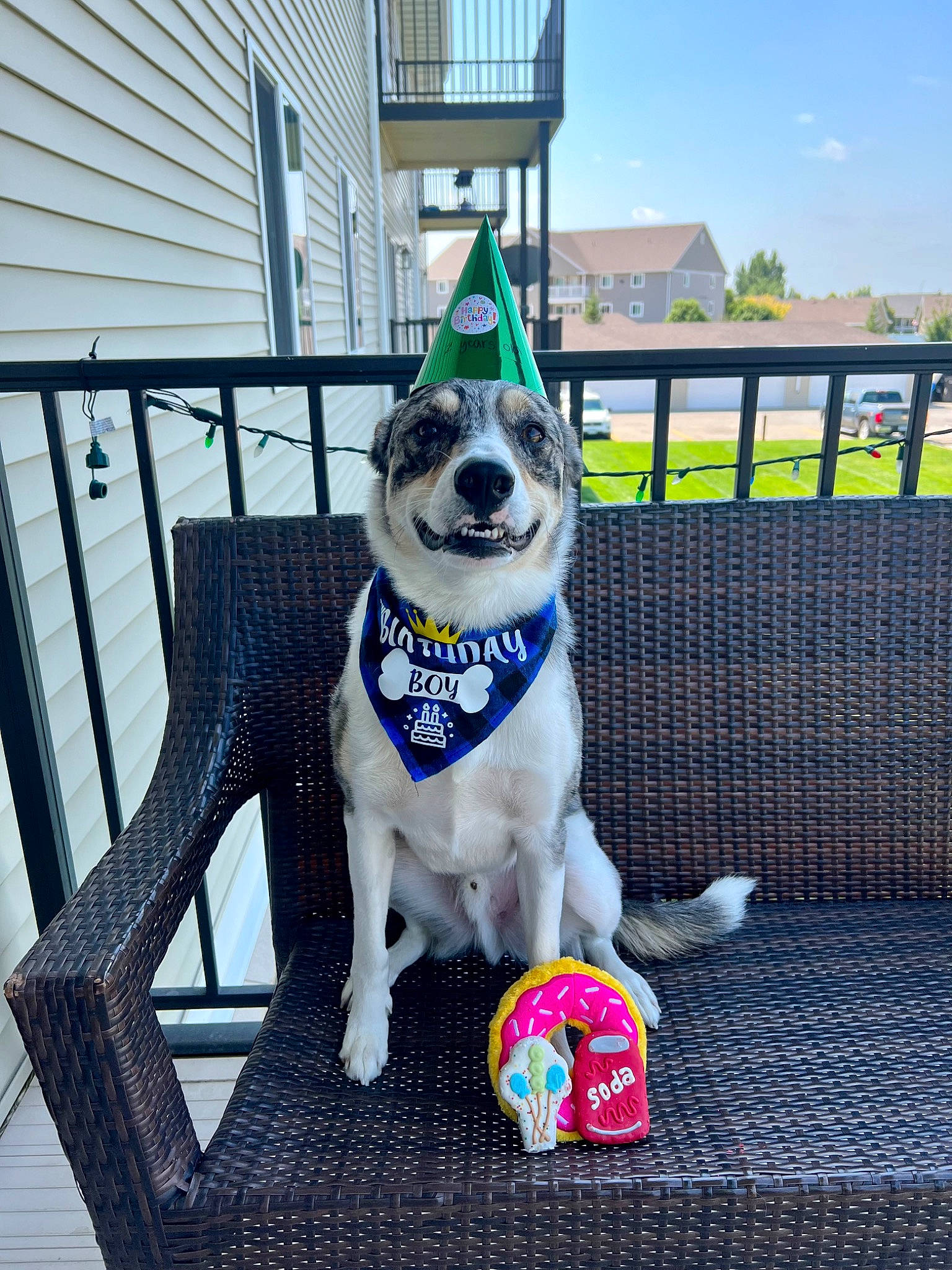 Smokey is registered to the contest to win money with this photo: building, carnivore, collar, companion_dog, dog, dog_breed, dog_clothes, dog_collar, dog_supply, fawn, fence, leash, pet_supply, porch, sky, snout, sporting_group, tail, window, working_animal