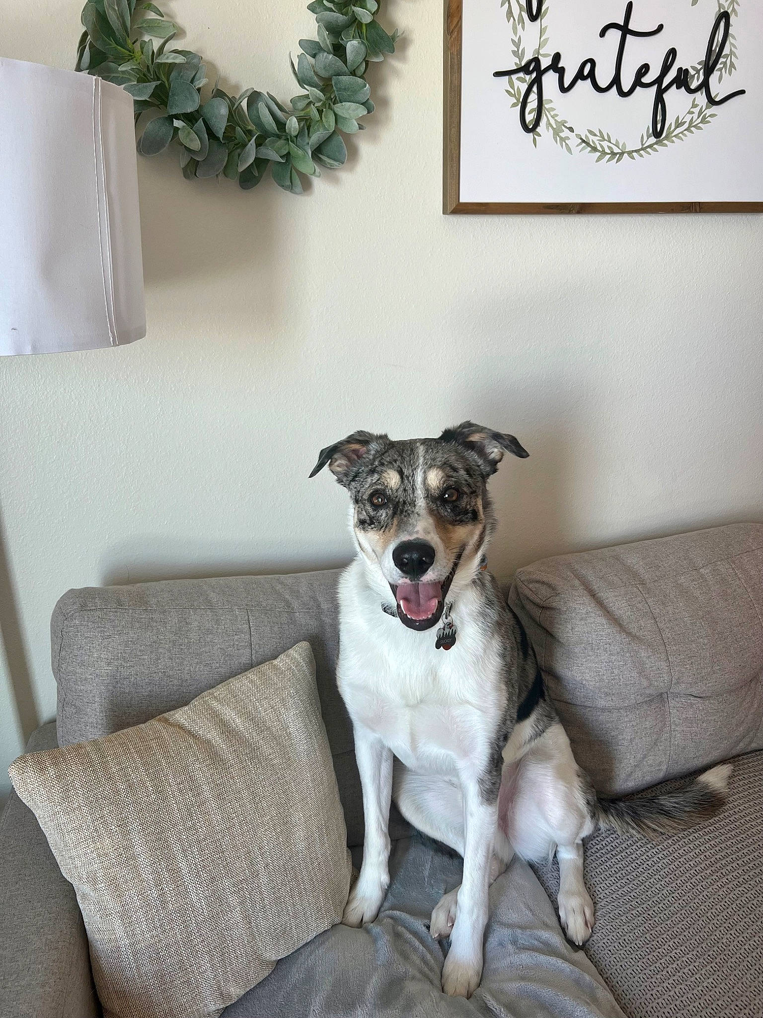 Smokey is registered to the contest to win money with this photo: carnivore, chair, collar, comfort, companion_dog, couch, dog, dog_breed, dog_supply, door, fawn, flooring, font, furniture, grey, living_room, picture_frame, rectangle, room, sporting_group