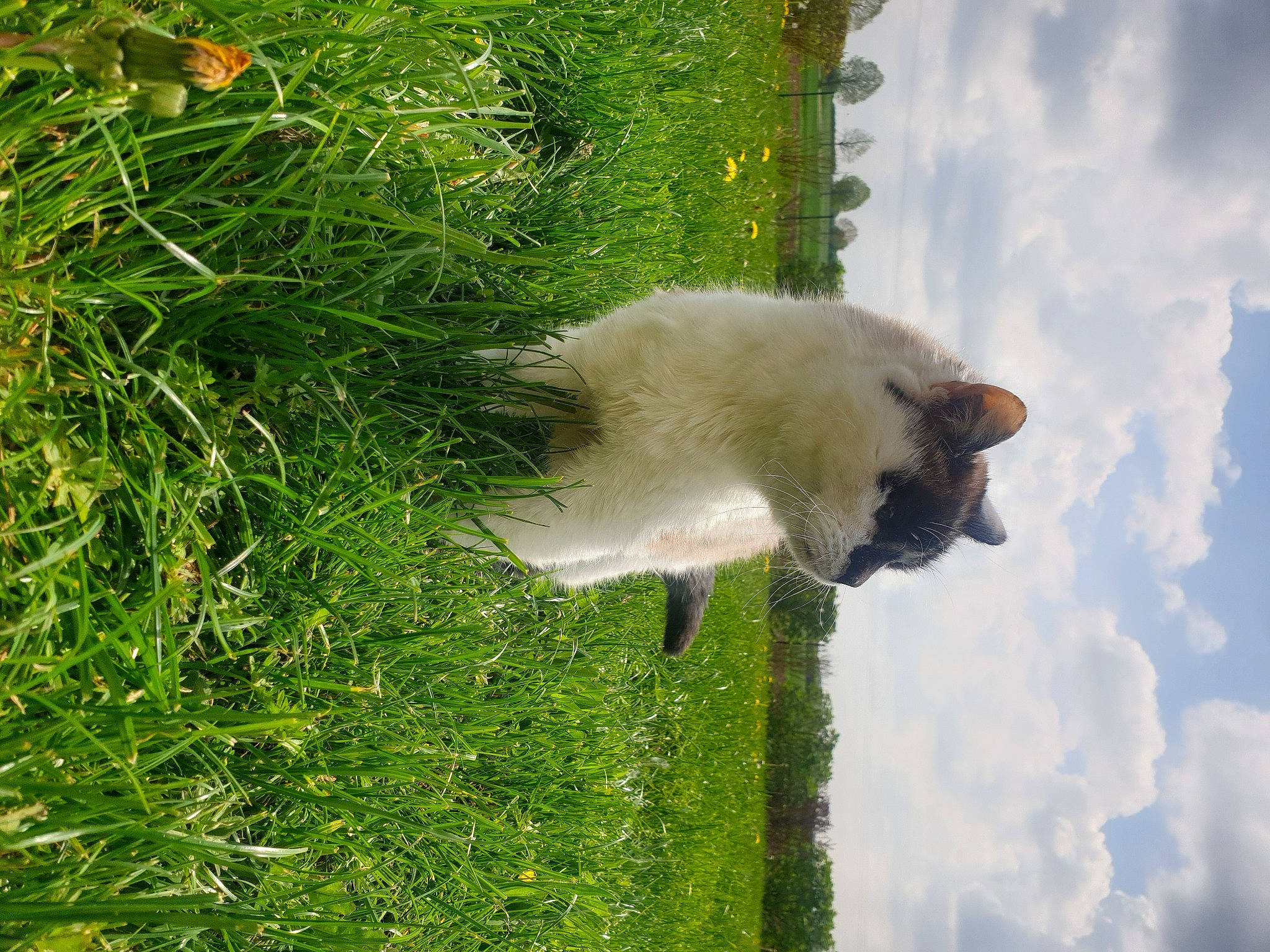 Cannelle a rejoint le concours — aidez-le/la à gagner de superbes lots ! canidae, carnivore, cat, cloud, companion_dog, cumulus, dog, dog_breed, felidae, grass, grassland, pasture, plant, shrub, sky, small_to_medium_sized_cats, sporting_group, tail, tree, water