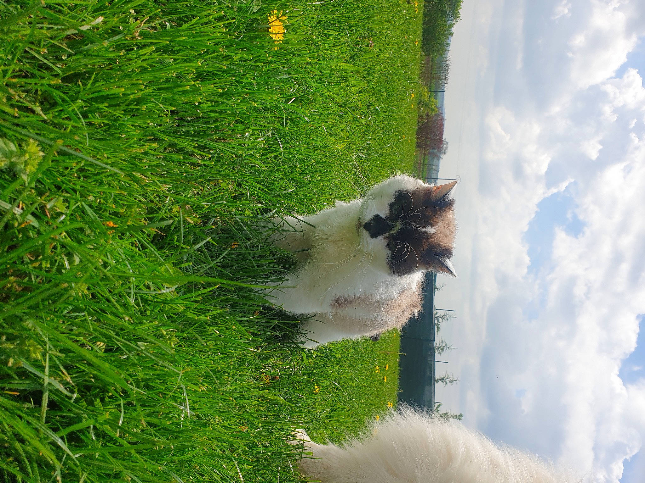 Cannelle a rejoint le concours — aidez-le/la à gagner de superbes lots ! carnivore, cat, cloud, companion_dog, cumulus, dog_breed, fawn, felidae, fur, grass, grass_family, grassland, groundcover, plant, shrub, sky, small_to_medium_sized_cats, tail, tree, whiskers