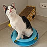 cat, black_and_white, pet, sitting, portrait, indoors, tile_floor, toy_track, scratching_post, scratching_ramp, yellow_toy, blue_toy, whiskers, pink_nose, upright_ears, green_eyes, feline, home, play_area, curious