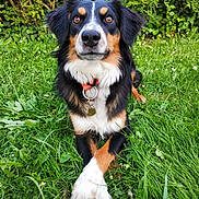 Myla participe au concours pour gagner de l'argent avec cette photo : dog, grass, greenery, outdoor, pet, animal, tricolor, paws_crossed, collar, nature, cute, fur, ears, eyes, nose, garden, summer, relaxed, canine, portrait