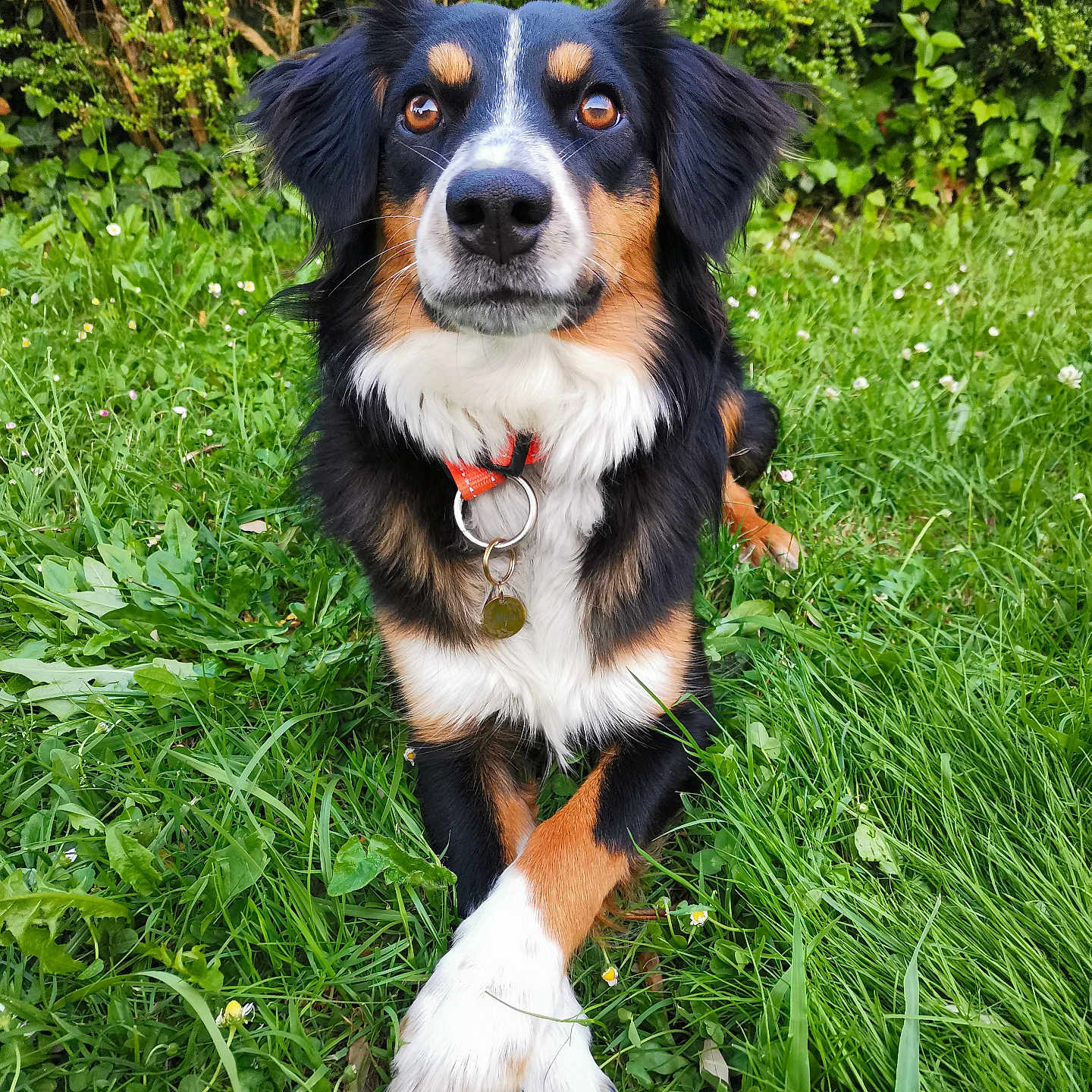 Myla participe au concours pour gagner de l'argent avec cette photo : animal, canine, collar, cute, dog, ears, eyes, fur, garden, grass, greenery, nature, nose, outdoor, paws_crossed, pet, portrait, relaxed, summer, tricolor
