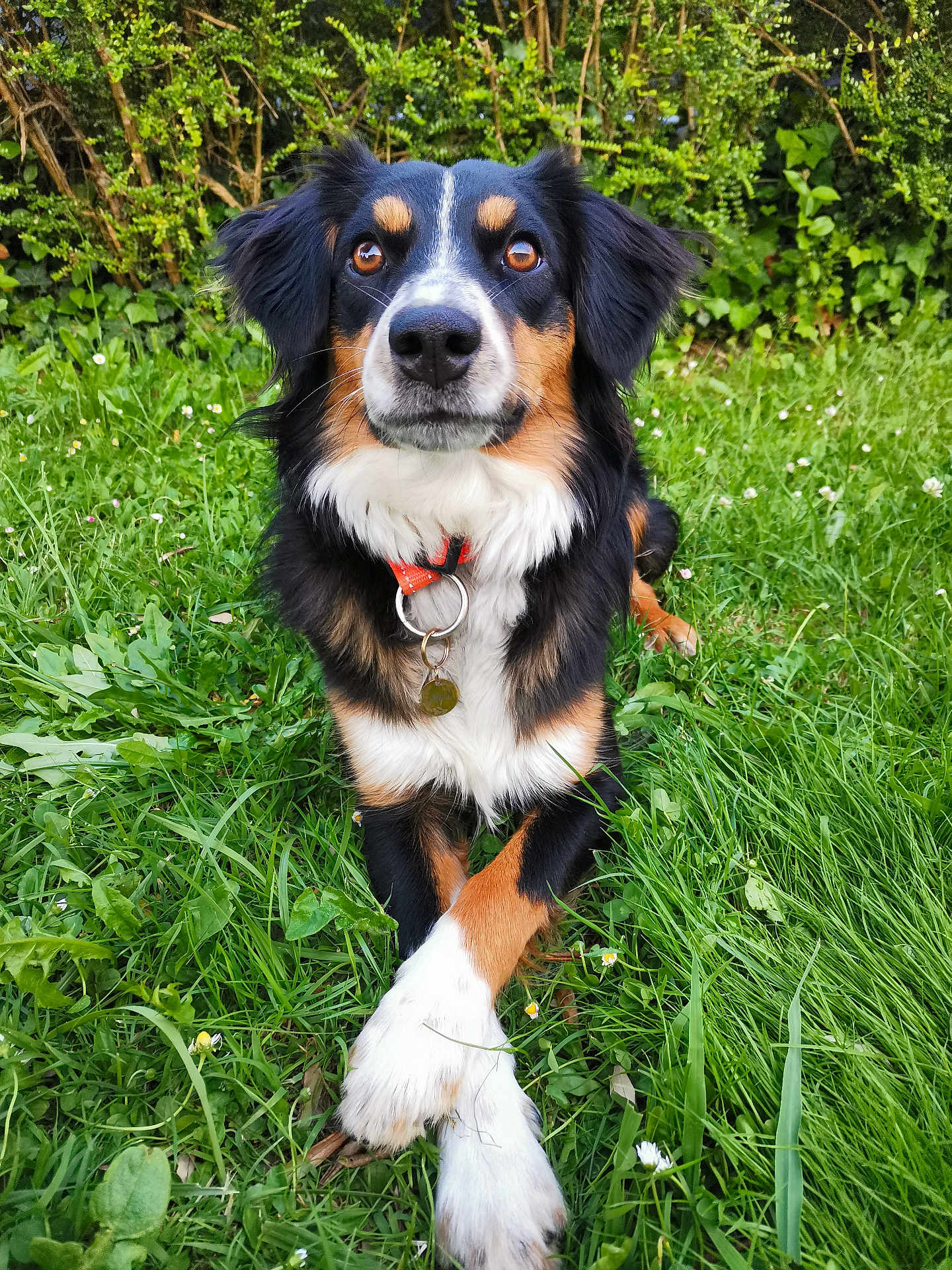 Myla participe au concours pour gagner de l'argent avec cette photo : dog, grass, greenery, outdoor, pet, animal, tricolor, paws_crossed, collar, nature, cute, fur, ears, eyes, nose, garden, summer, relaxed, canine, portrait
