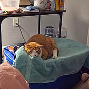 Pumpkin joined the competition — help win amazing prizes! blue_container, cardboard_box, cat, cleaning_supplies, clutter, cozy, feline, floor, household_items, indoor, jar, marble_bowl, orange_cat, pet, plastic_bowl, relaxed, sleepy, table, towel, wall_outlet