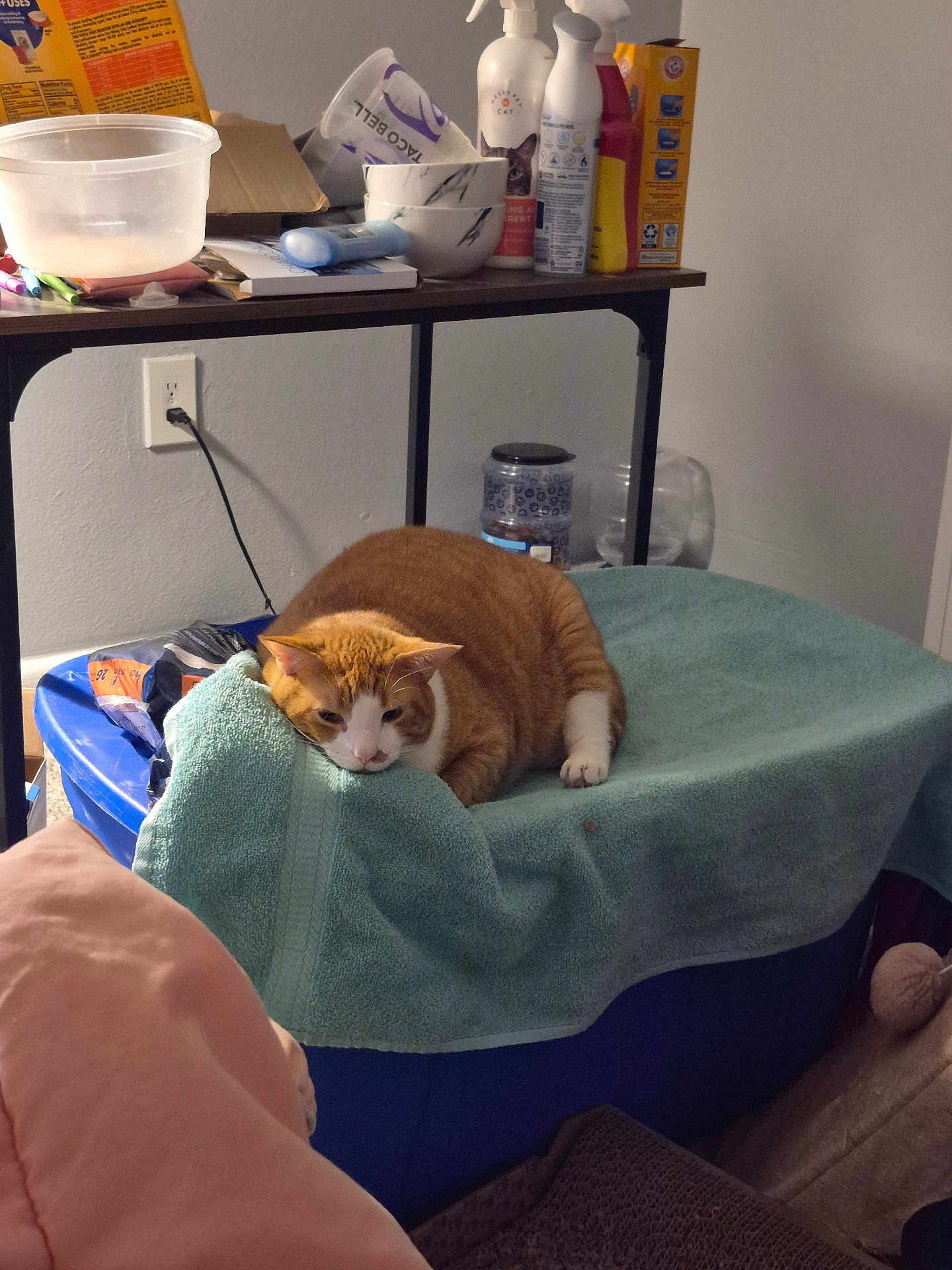 Pumpkin