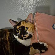 Cookie is registered to the contest to win money with this photo: cat, calico_cat, yellow_eyes, paw, pink_pillow, fur_pattern, indoor, wall, pet, animal, cute, curious, clinging, soft_texture, cozy, domestic_cat, feline, resting, portrait, closeup