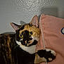 cat, calico_cat, yellow_eyes, paw, pink_pillow, fur_pattern, indoor, wall, pet, animal, cute, curious, clinging, soft_texture, cozy, domestic_cat, feline, resting, portrait, closeup