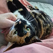 Cookie joined the competition — help win amazing prizes! cat, calico, pet, animal, whiskers, fur, stretching, hand, pink_blanket, indoor, cozy, relaxed, bed, feline, cute, domestic, closeup, resting, playful, comfort