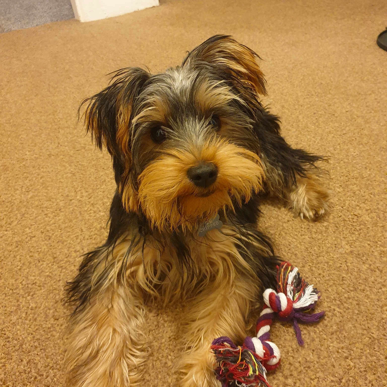 Rolo is registered to the contest to win money with this photo: australian_silky_terrier, biewer_terrier, canidae, carnivore, companion_dog, dog, dog_breed, glen_of_imaal_terrier, mammal, morkie, puppy, rare_breed_dog, small_terrier, sporting_lucas_terrier, terrier, tibetan_terrier, toy_dog, vertebrate, yorkipoo, yorkshire_terrier