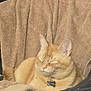 cat, orange_tabby, sleeping, towel, chair, pet, collar, indoor, cozy, relaxed, fur, animal, resting, cute, closeup, feline, domestic_cat, whiskers, ears, comfortable