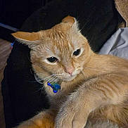 Pumkin is registered to the contest to win money with this photo: cat, ginger_cat, pet, close_up, collar, blue_tag, fur, whiskers, paw, indoor, relaxed, animal, cute, feline, ears, nose, eyes, resting, soft, domestic