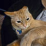 cat, ginger_cat, pet, close_up, collar, blue_tag, fur, whiskers, paw, indoor, relaxed, animal, cute, feline, ears, nose, eyes, resting, soft, domestic