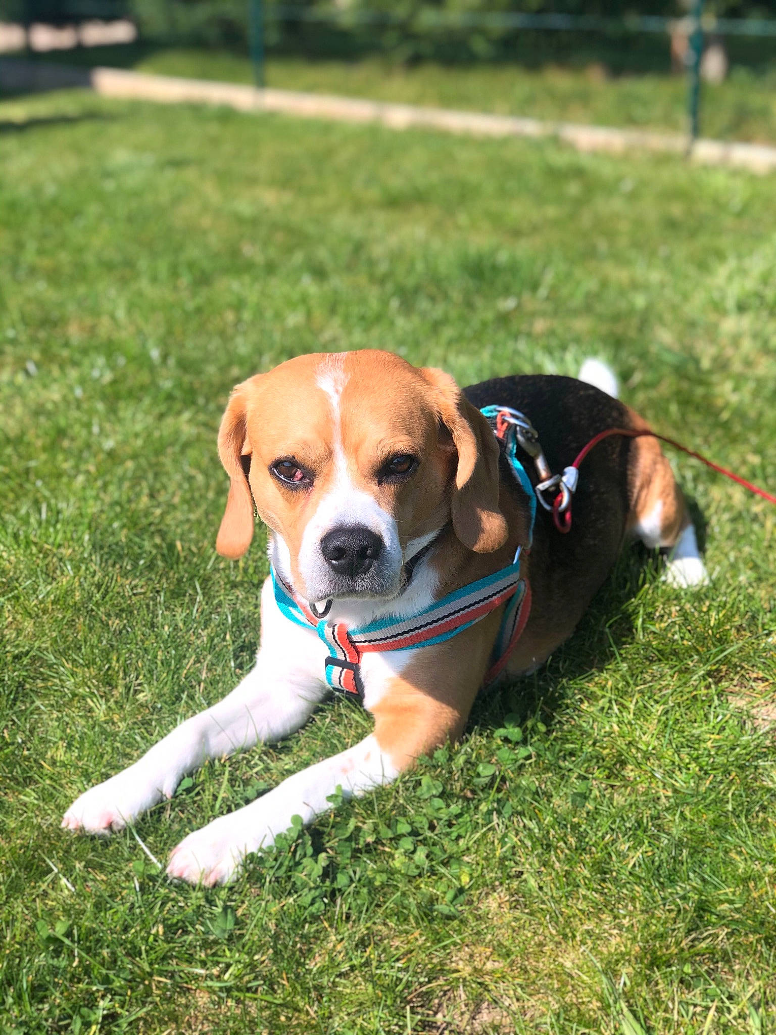 Jumbo participe au concours pour gagner de l'argent avec cette photo : beagle, canidae, carnivore, collar, companion_dog, dog, dog_breed, dog_collar, fawn, grass, hound, hunting_dog, leash, mammal, puggle, puppy, rare_breed_dog, snout, sporting_group, vertebrate