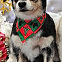 dog, christmas, holiday, bandana, festive, pet, black_and_white, decorations, snowflake, red, green, carpet, cute, animal, portrait, indoors, celebration, fur, small_dog, christmas_tree