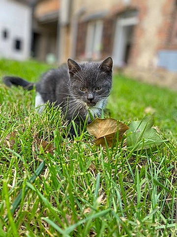 Winnie a rejoint le concours — aidez-le/la à gagner de superbes lots ! canidae, carnivore, cat, chartreux, domestic_short_haired_cat, felidae, fur, grass, grass_family, groundcover, lawn, plant, russian_blue, sitting, small_to_medium_sized_cats, snout, tail, terrestrial_animal, whiskers, wildlife