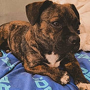Naya a rejoint le concours — aidez-le/la à gagner de superbes lots ! dog, puppy, brindle, cute, pet, animal, lying_down, blanket, blue, text_on_blanket, couch, indoor, cozy, fur, ears, paws, white_markings, resting, portrait, looking_away