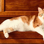 Lucky is registered to the contest to win money with this photo: cat, orange_cat, white_cat, lounging, wooden_surface, feline, pet, animal, relaxed, indoor, domestic_cat, resting, curious_eyes, fur, whiskers, paws, tail, closeup, portrait, calm
