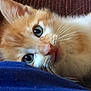 Lucky joined the competition — help win amazing prizes! kitten, cat, close_up, orange_cat, blue_eyes, whiskers, pink_nose, fur, pet, animal, cute, indoor, lying_down, curious, young_cat, soft_texture, blue_fabric, portrait, feline, domestic_cat