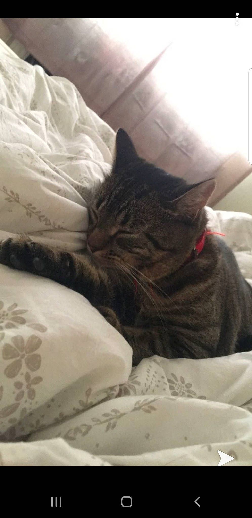 Rubeus joined the competition — help win amazing prizes! bed, black_cat, carnivore, cat, comfort, couch, domestic_short_haired_cat, felidae, fur, furniture, kitten, linens, nap, pillow, sleep, small_to_medium_sized_cats, snout, tabby_cat, textile, whiskers