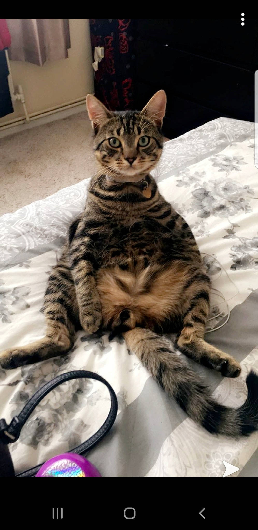 Rubeus is registered to the contest to win money with this photo: american_shorthair, asian, bengal, california_spangled, carnivore, cat, domestic_short_haired_cat, dragon_li, egyptian_mau, european_shorthair, felidae, kitten, mammal, ocicat, small_to_medium_sized_cats, sokoke, tabby_cat, toyger, vertebrate, whiskers