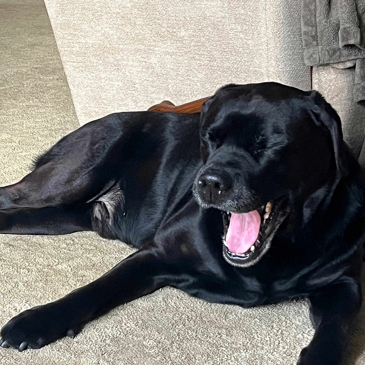 Sawyer is registered to the contest to win money with this photo: animal, black_dog, canine, carpet, couch, dog, fur, furniture, indoor, large_dog, living_room, mammal, paw, pet, relaxed, resting, sleepy, teeth, tongue, yawning