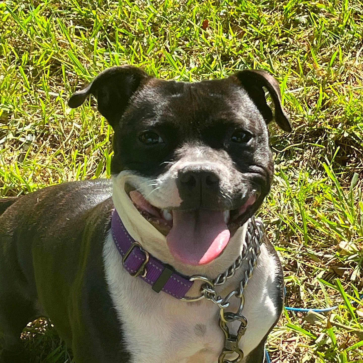 Luna is registered to the contest to win money with this photo: animal, black_and_white, canine, closeup, collar, dog, ears, fur, grass, happy, leash, muzzle, nature, outdoor, pet, playful, smiling, spring, sunlight, tongue_out