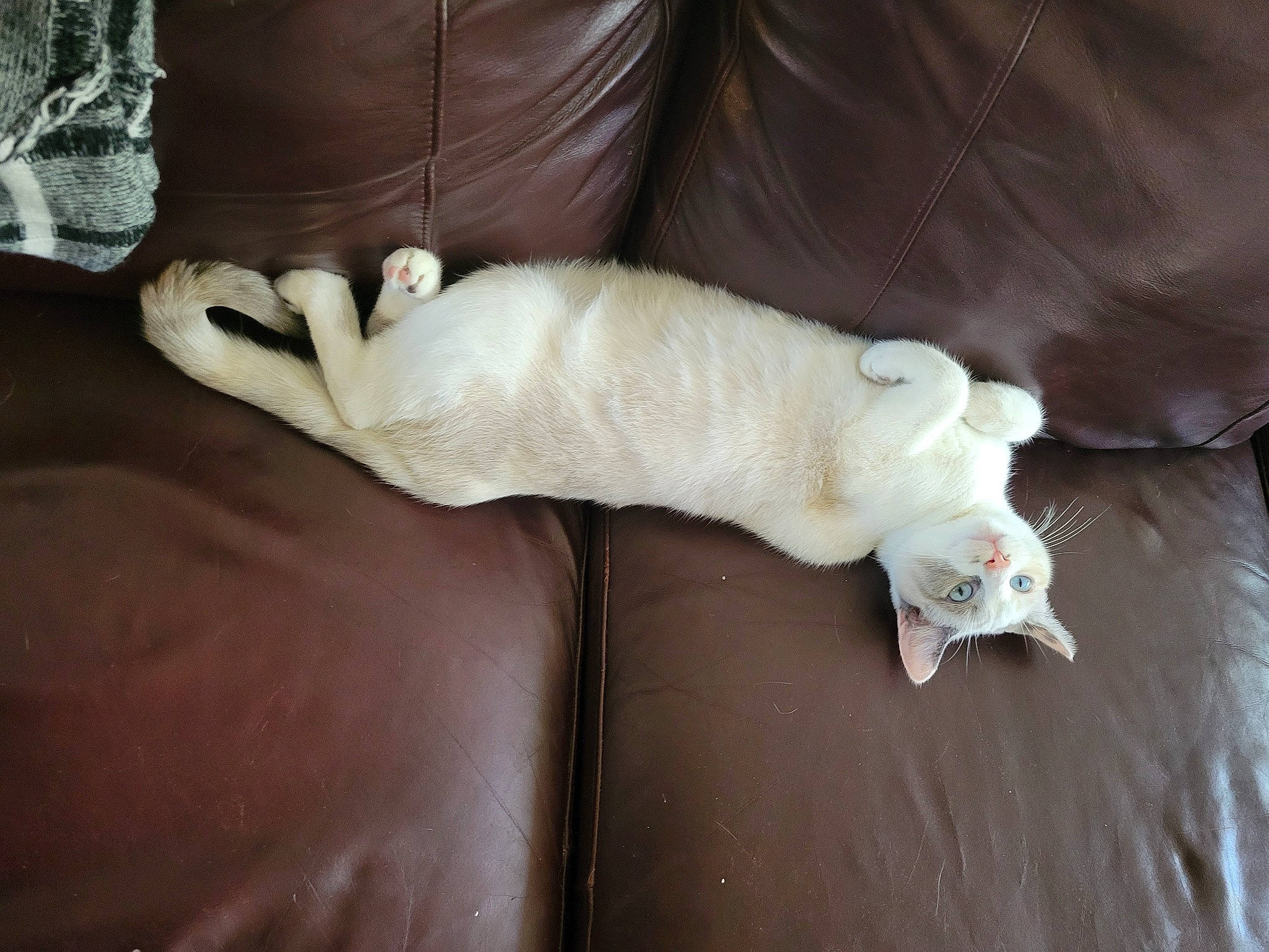 Lily is registered to the contest to win money with this photo: canidae, carnivore, cat, comfort, companion_dog, couch, dog_breed, ear, fawn, felidae, fur, hardwood, linens, paw, small_to_medium_sized_cats, snout, sporting_group, tail, whiskers, wood