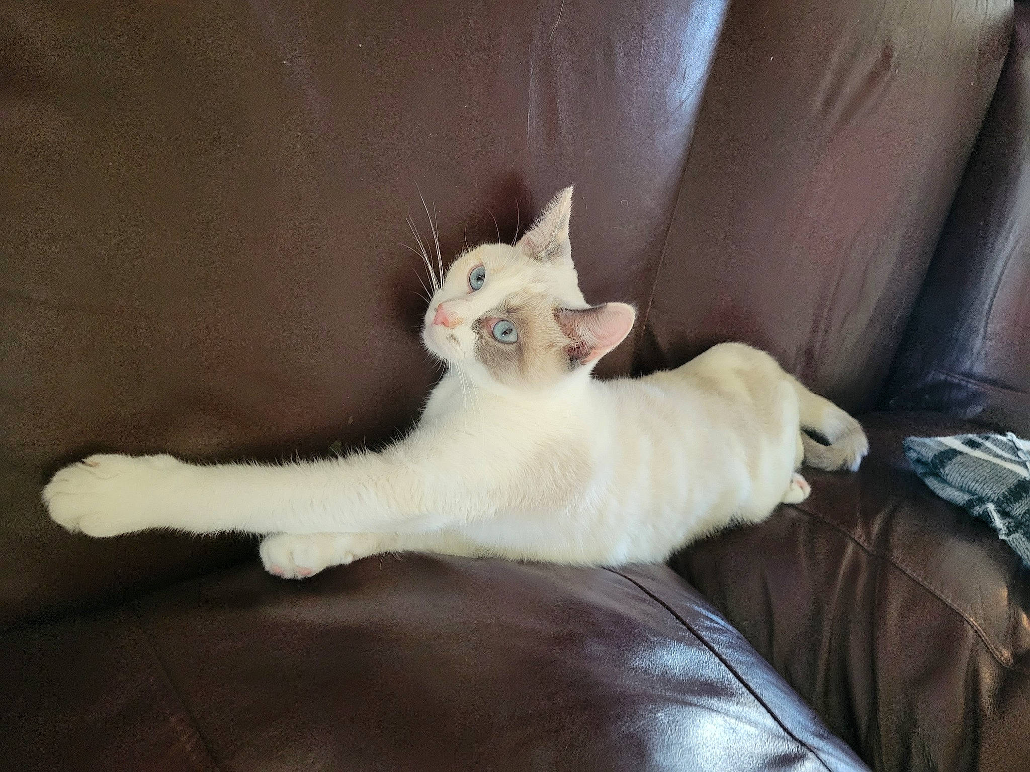 Lily is registered to the contest to win money with this photo: carnivore, cat, claw, comfort, couch, curtain, domestic_short_haired_cat, fawn, felidae, fur, linens, paw, room, sitting, small_to_medium_sized_cats, snout, tail, whiskers, window, wood