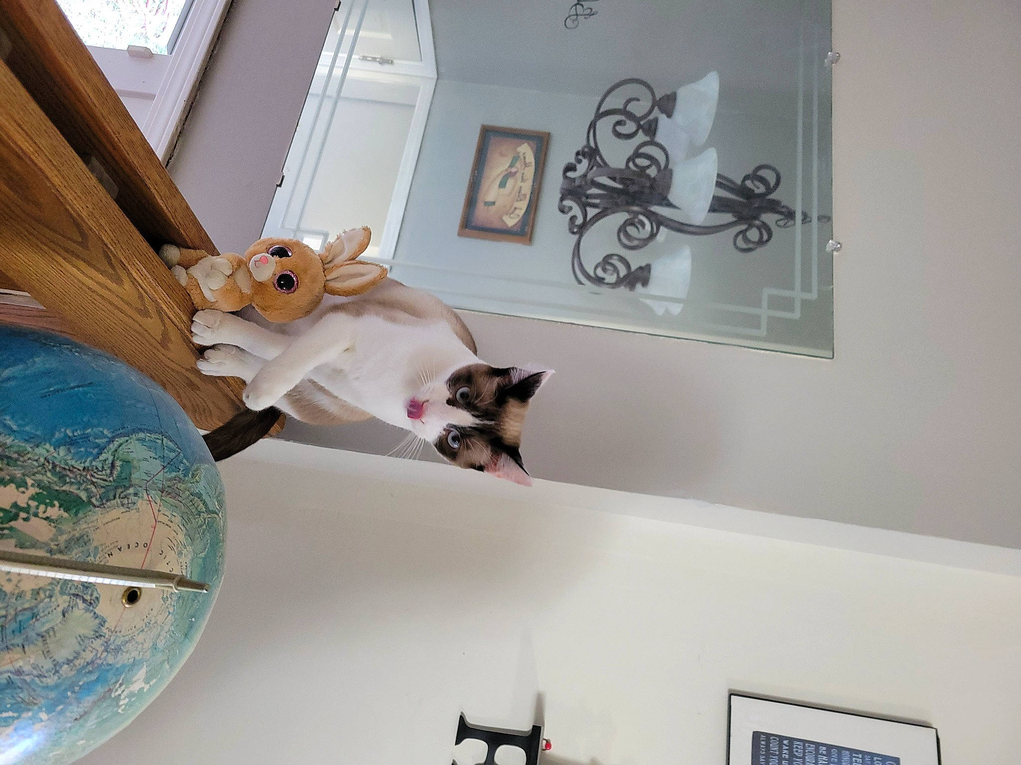 Loki joined the competition — help win amazing prizes! art, brown, carnivore, ceiling, couch, design, fawn, felidae, flooring, interior_design, picture_frame, plant, room, shelf, shelving, stairs, textile, wall, window, wood