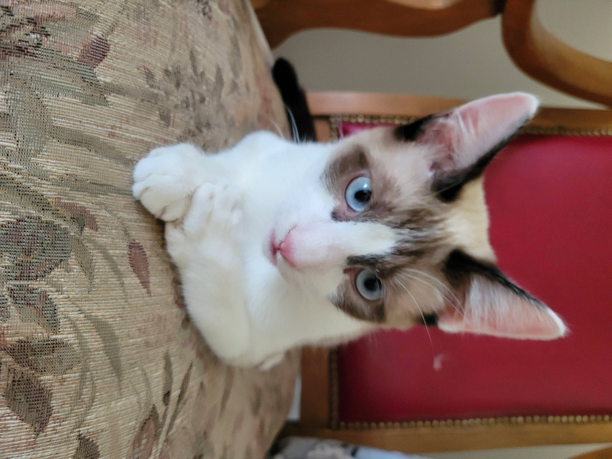 Loki is registered to the contest to win money with this photo: balinese, carnivore, cat, cat_furniture, cat_supply, chair, claw, collar, couch, domestic_short_haired_cat, door, fawn, felidae, fur, paw, small_to_medium_sized_cats, tail, thai, whiskers