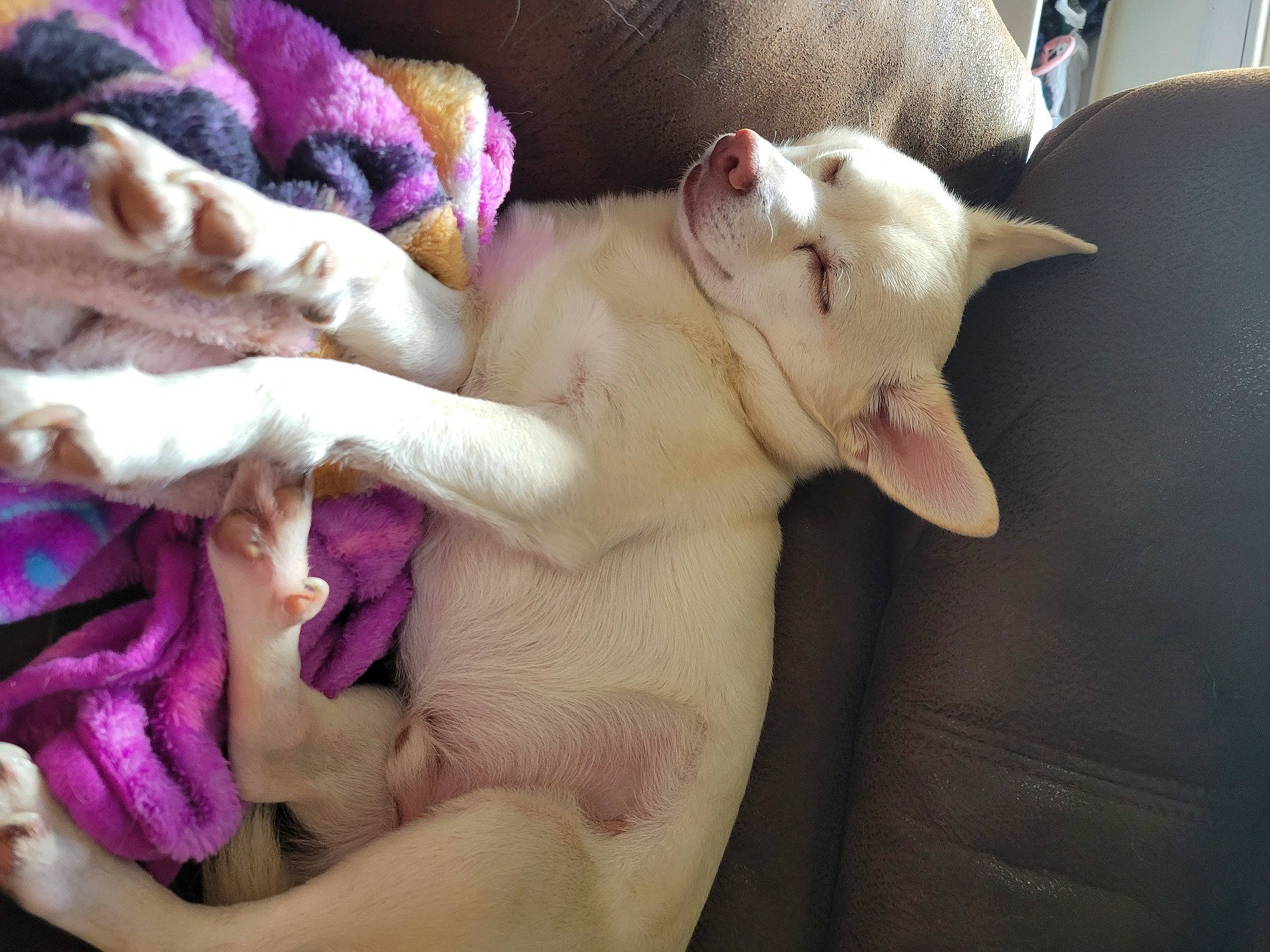 Link is registered to the contest to win money with this photo: bedding, canidae, carnivore, comfort, companion_dog, dog, dog_breed, fawn, felidae, fur, linens, nap, paw, pink, small_to_medium_sized_cats, snout, sporting_group, terrestrial_animal, toy, whiskers