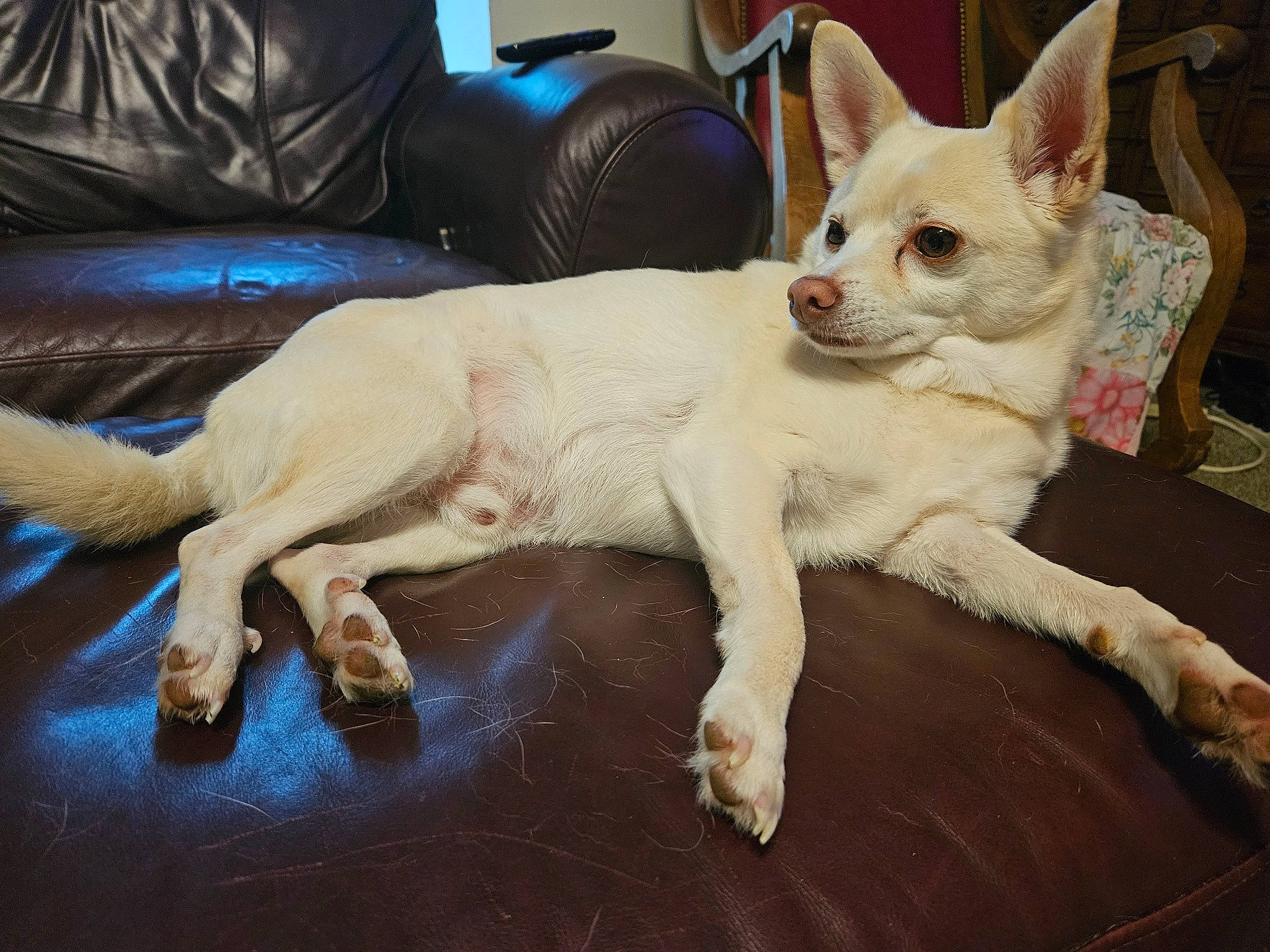 Link joined the competition — help win amazing prizes! canidae, carnivore, comfort, companion_dog, couch, dog, dog_breed, fawn, flooring, fur, hardwood, paw, snout, sporting_group, tail, terrestrial_animal, toy_dog, whiskers, wood, working_animal